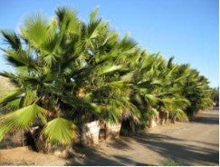 Mexican Fan Palm