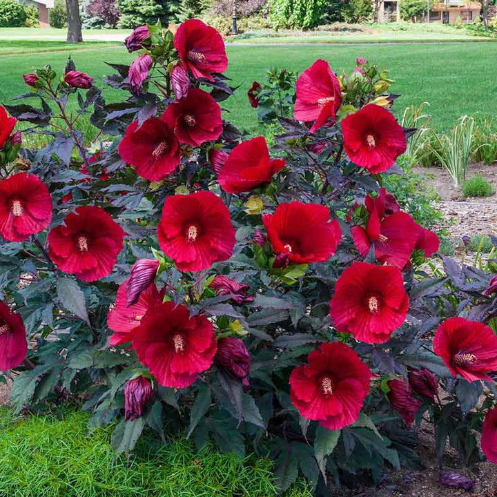 Hardy Hibiscus