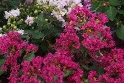Crape myrtle 'Mighty Myrtle™'