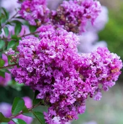 Crape myrtle 'Mighty Myrtle™'