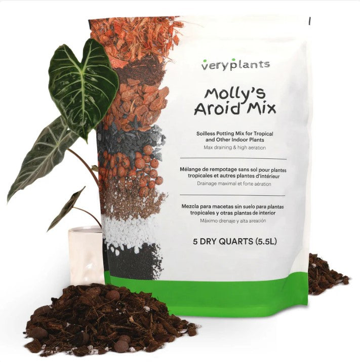 Little Red Nursery, LLC Molly's Aroid Mix