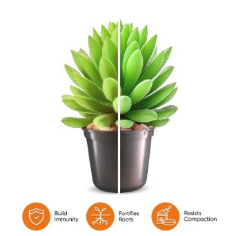 Molly's Succulent Mix