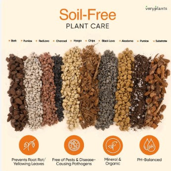 Molly's Succulent Mix