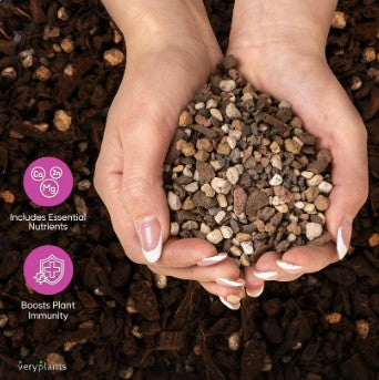 Molly's Succulent Mix