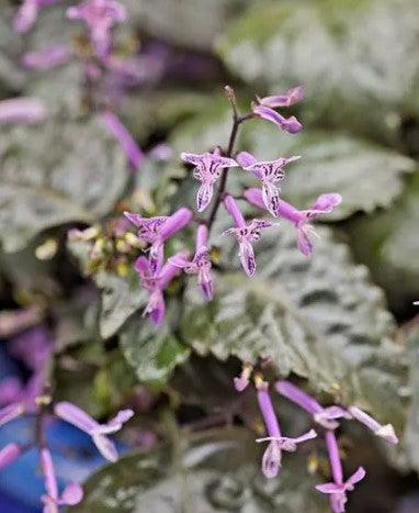MONA LAVENDER PLECTRANTHUS