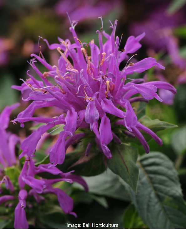 Monarda