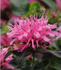 Monarda