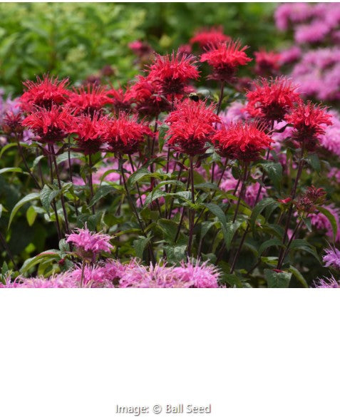 Monarda