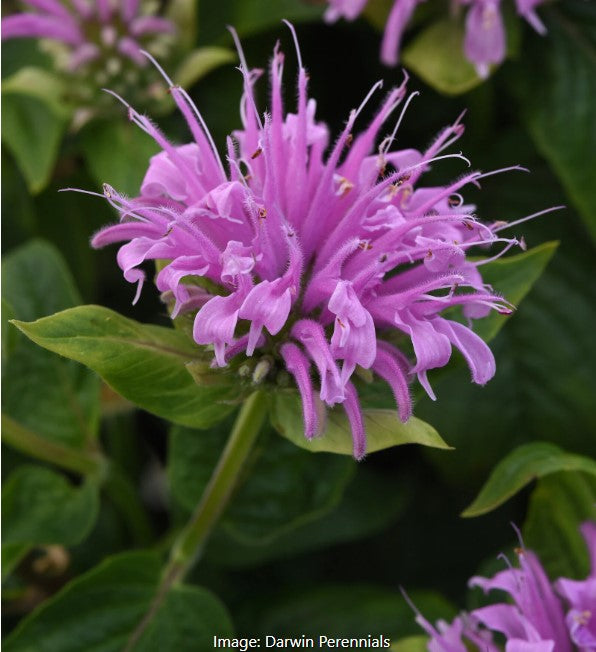 Monarda