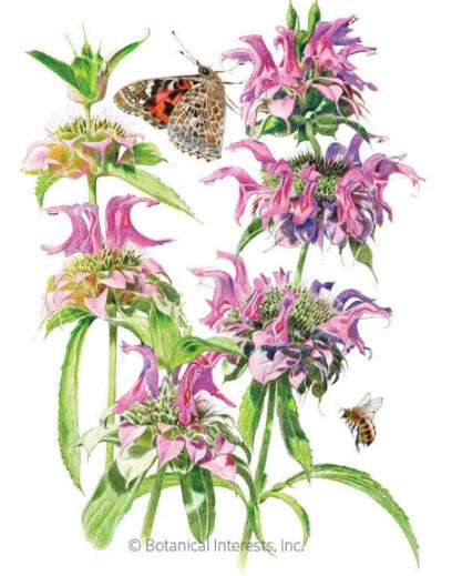Lambada Bee Balm Seeds
