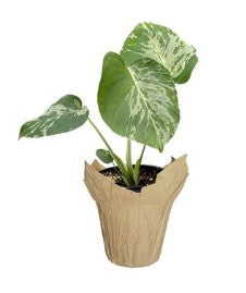 Monstera Bulbasaur