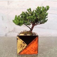 Bonsai in  Mosaic Vase