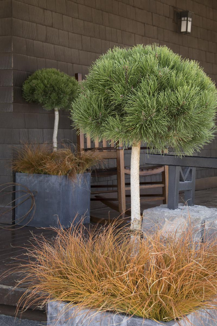 Dwarf Mugo Pine