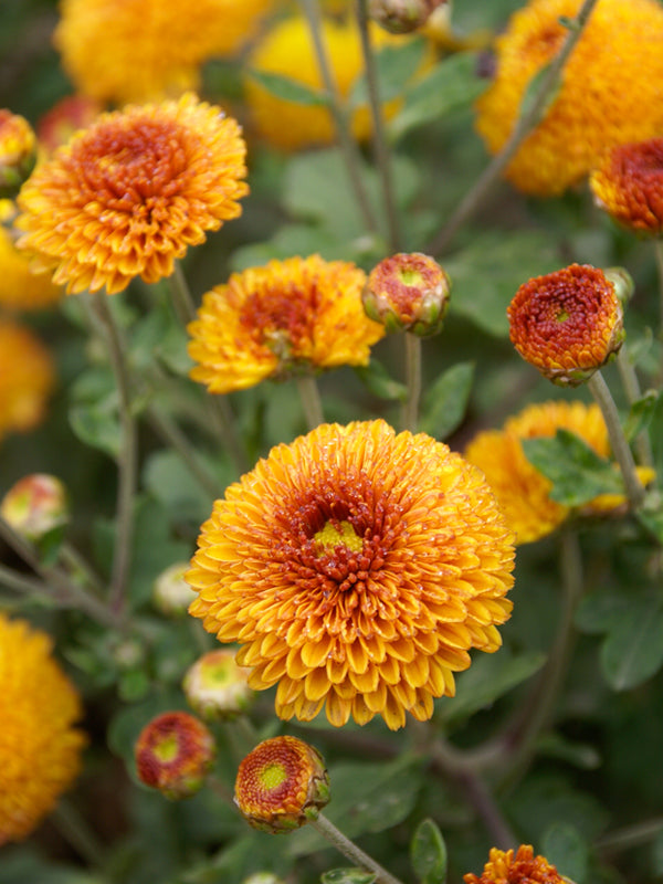 4" Mum
