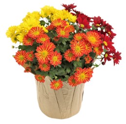Tri- Color Mum