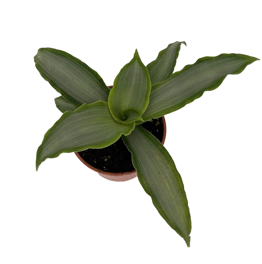 Murdannia Loriformis