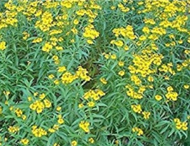 Mexican Mint Tarragon, Mexican marigold