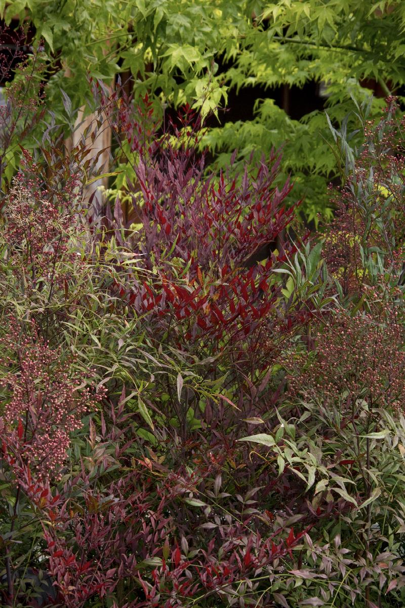 Plum Passion® Heavenly Bamboo