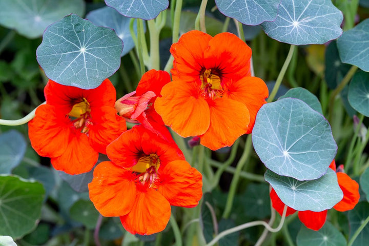 4" Chef Jeff's Herbs Nasturtium