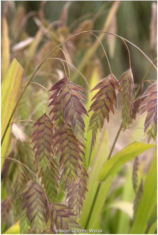 Northern Sea Oats