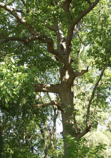 Chinkapin Oak