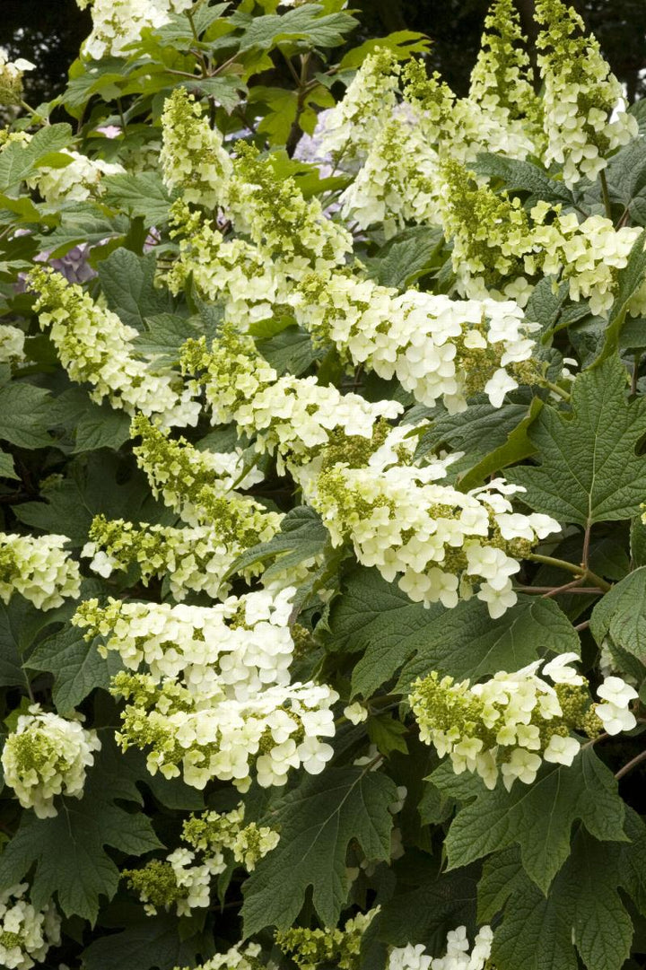 Snow Queen Oakleaf Hydrangea