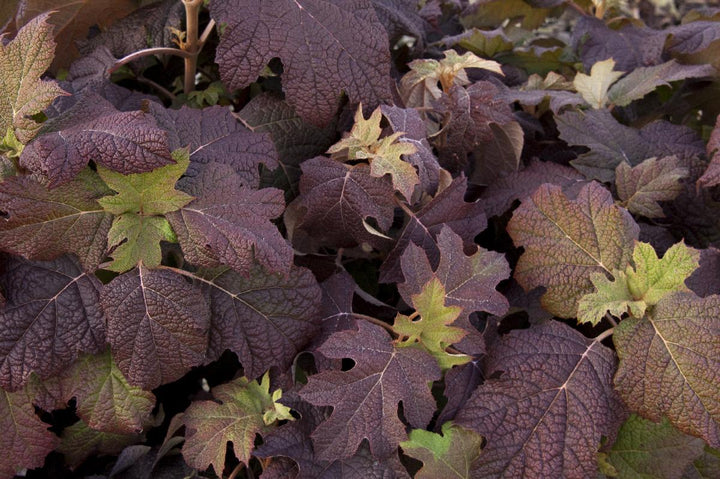 Snow Queen Oakleaf Hydrangea