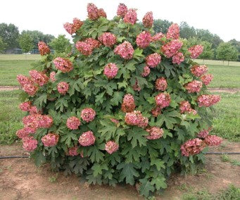 Oakleaf Hydrangea