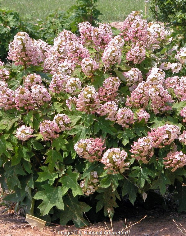 Munchkin Oakleaf Hydrangea