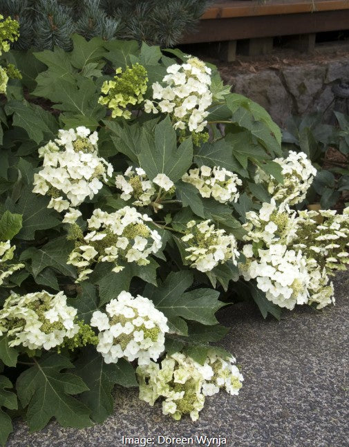 Munchkin Oakleaf Hydrangea