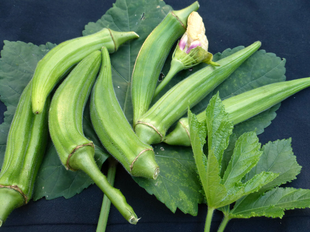 4.5 Okra Clemson Spineless