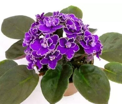 African Violet