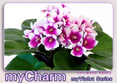 African Violet
