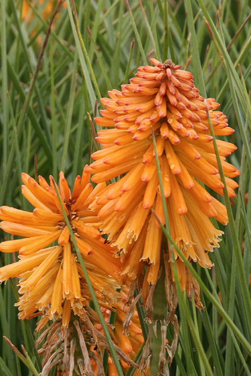 Poco™ Red Hot Poker