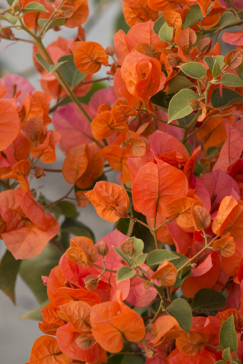 Oo-La-La Bougainvillea