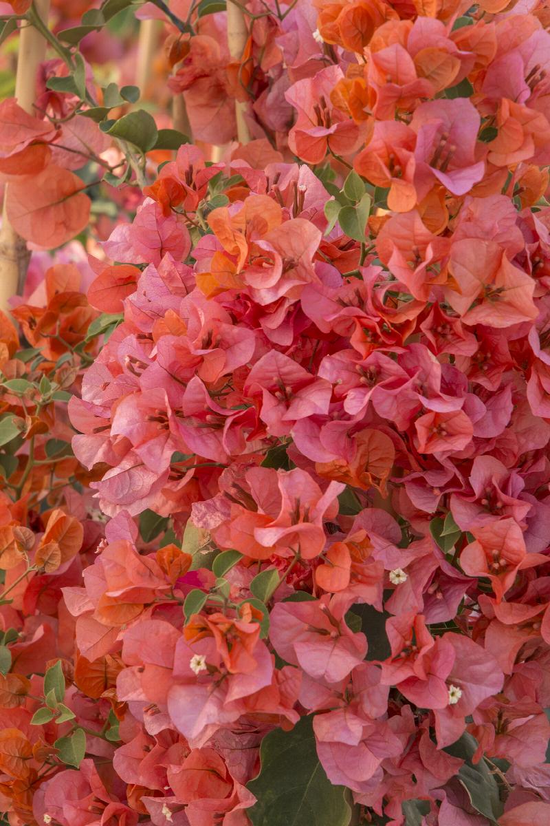Oo-La-La Bougainvillea - Thumbnail 3