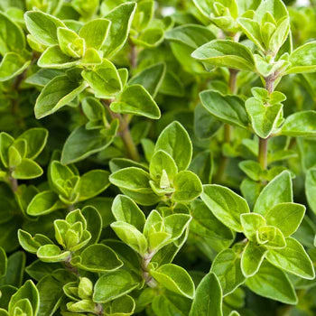 Oregano Italian