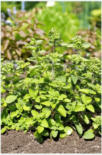 Oregano Herb Seeds Pkt