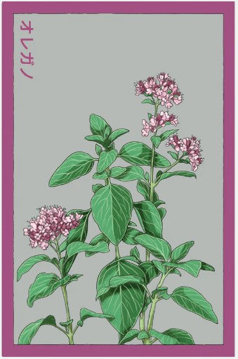 Oregano Herb Seeds Pkt