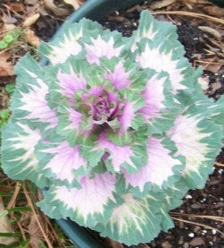 Ornamental  Cabbage & Kale SEDAN