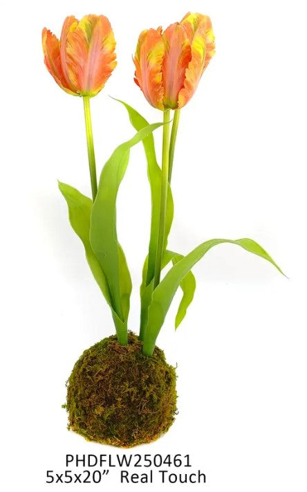 Decorative Flora in Moss Ball