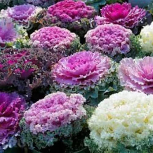 Ornamental Cabbage and Kale GROWN IN LUBBOCK