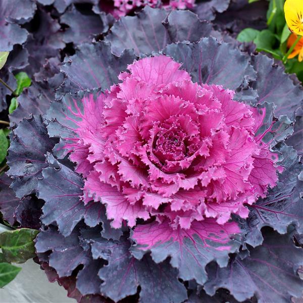 Ornamental Cabbage and Kale GROWN IN LUBBOCK