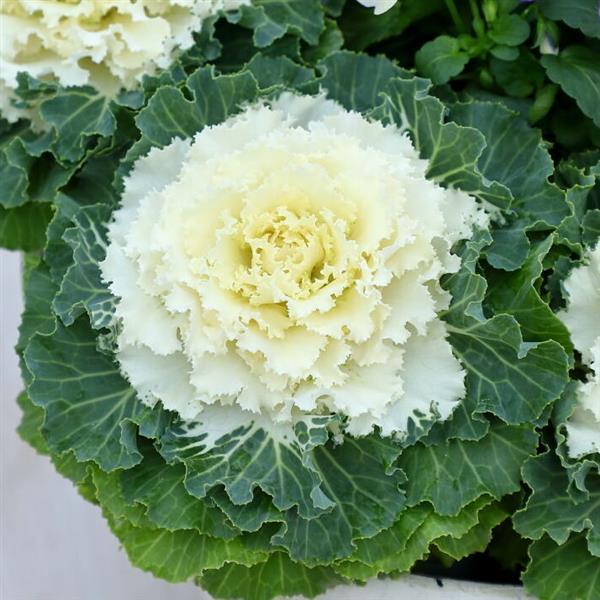 Ornamental Cabbage and Kale GROWN IN LUBBOCK