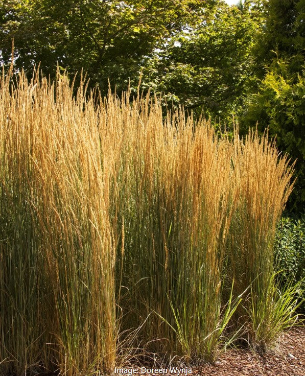 Overdam Feather Reed Grass