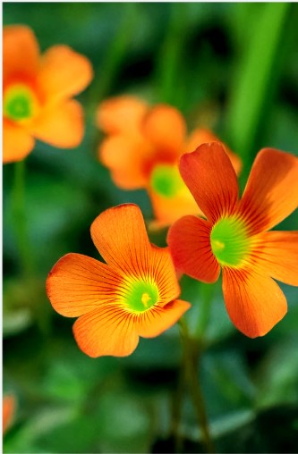 Oxalis Flower Seeds Pkt