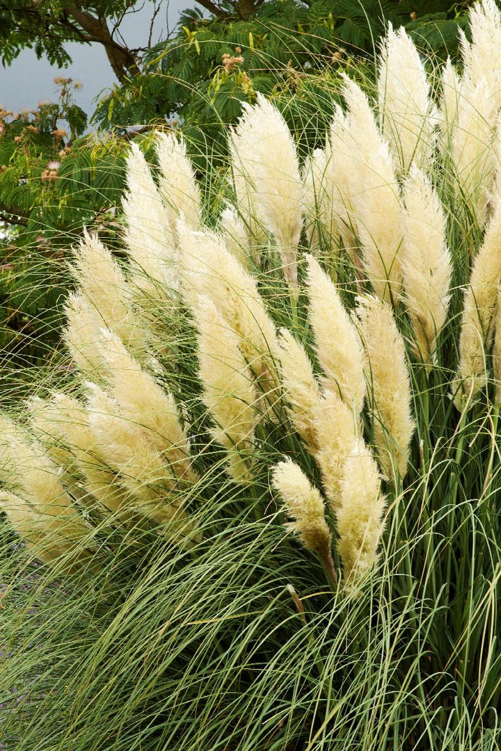 Ivory Feathers® Dwarf Pampas Grass
