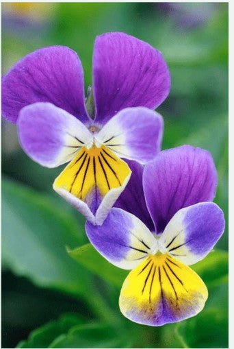 Pansy Flower Seed Pkt