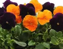 5" Pansy Spooky Mix