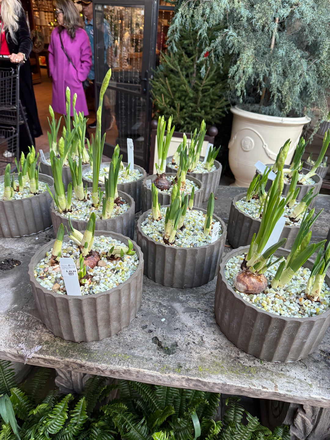 Holiday Bulb Forcing Project